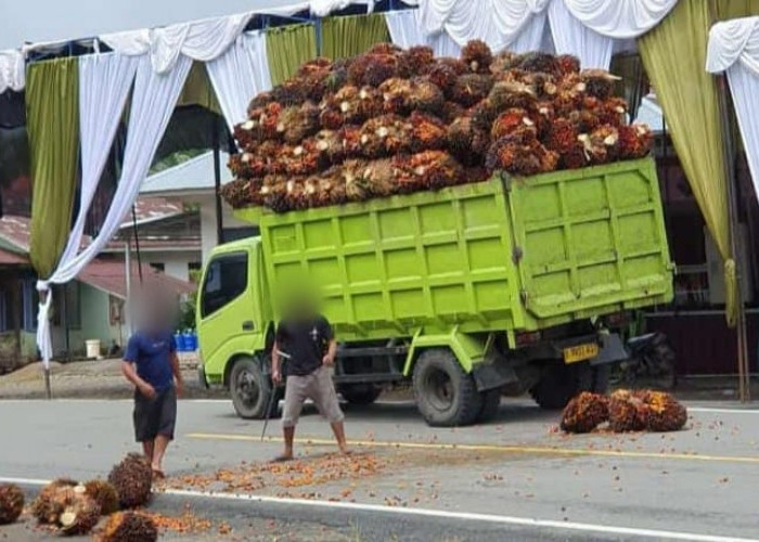 Wah Bahaya Nih, Banyak Angkutan Buah Sawit tanpa Jaring Pengaman