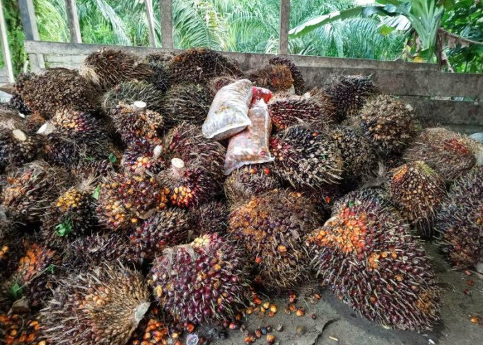 Asyik, 2.000 Orang Petani Sawit  Dapat Jamsostek Gratis