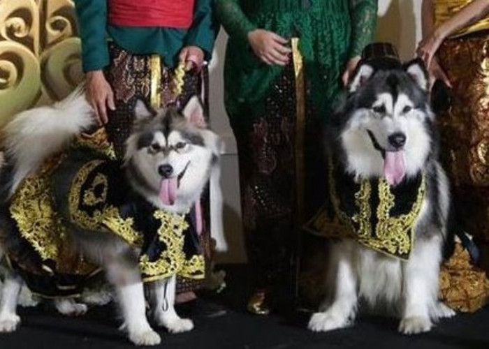 Unik! Pernikahan Anjing Pakai Adat Jawa Habiskan Biaya Rp 200 Juta 