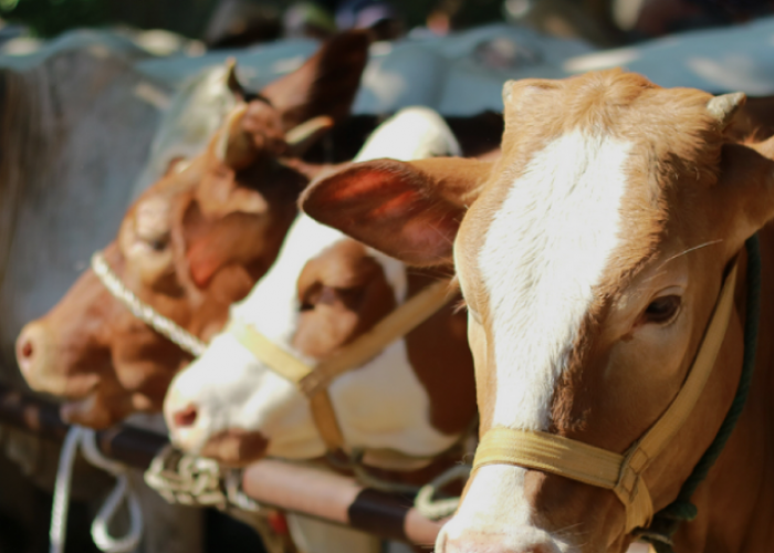 Ini Kriteria Hewan Kurban yang Sah  Menurut Syariat