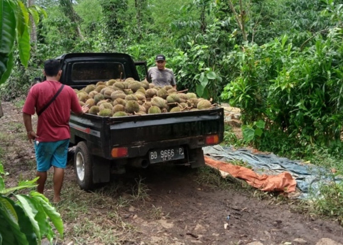  Menjual  Durian Mentah Itu Enak,  Ini Penjelasannya  