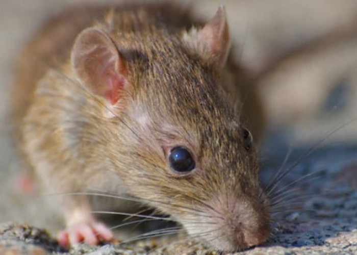  Ini Dia  Bahaya Kencing Tikus bagi Kesehatan Keluarga