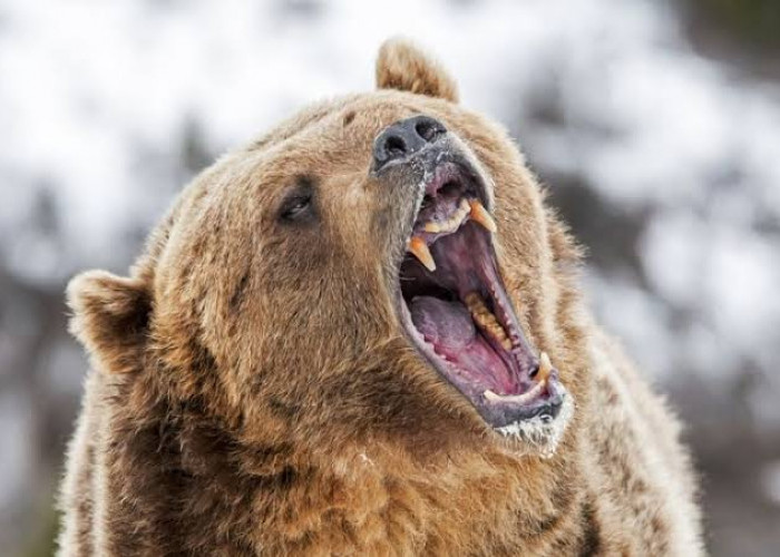 Beruang Madu Serang  Petani Karet Lubuk Terentang Sampai Luka Robek, Kondisinya Sudah Membaik