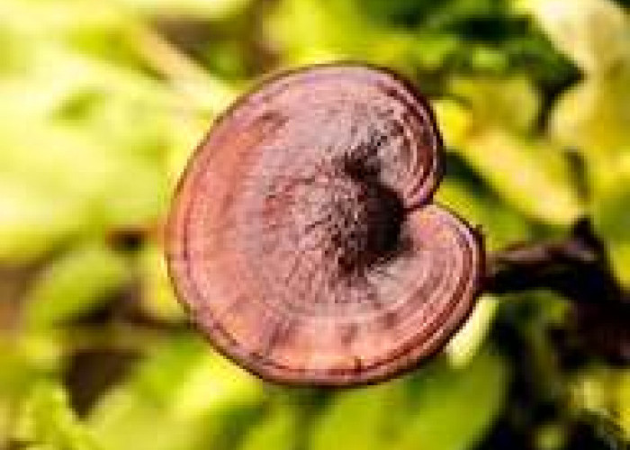 Rahasia Sehat dengan Jamur Reishi