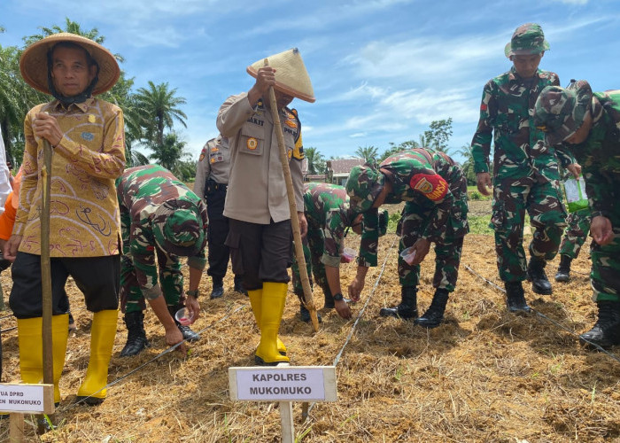 Ingin Terlibat Aktif, Polres Mukomuko Ikut Gugus Tugas Polri Menanam Jagung, Demi Swasembada Pangan