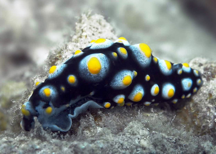 Biota Laut Unik di Meumere Indonesia, Apa Saja? Yuk Disimak Ulasannya