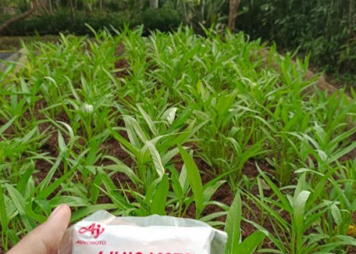 Ibu Rumah Tangga Gunakan Penyedap Rasa Sebagai Pupuk Tanaman