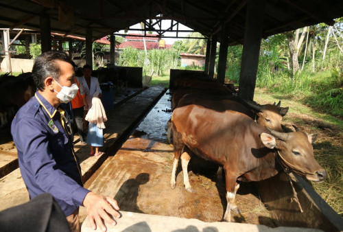Provinsi Bengkulu Dapat Bantuan  4.300 Vaksin, Kasus PMK Ribuan