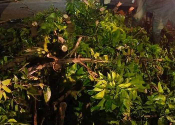 Cuaca Ekstrem, Dedy Wahyudi  Wanti-Wanti OPD Kota Bengkulu Selalu Siaga