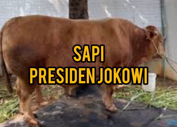 Sapi Kurban dari Presiden Jokowi Disembelih di Desa Kertapati Kabupaten Bengkulu Tengah