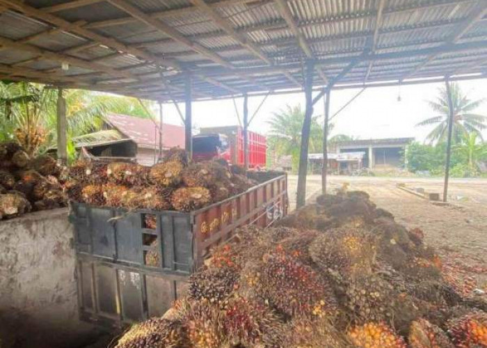 Harga Sawit di  Bengkulu Merangkak Naik  jadi  Rp 3.300 per Kilogram