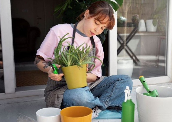 Air Cucian Beras Ternyata Bisa Menyuburkan Tanaman