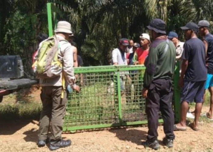 Petugas BKSDA Pasang Kerangkeng dan Camera di Tanjung Kuaw Seluma