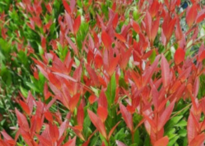 Cara Ampuh Agar Tanaman Pucuk Merah Kembali Merona