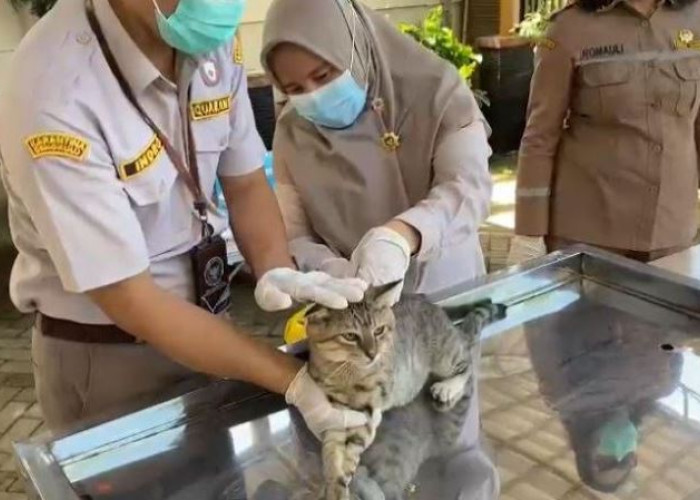 Sukses, Balai Karantina Bengkulu Gelar Donor Darah dan Vaksinasi Rabies Gratis 