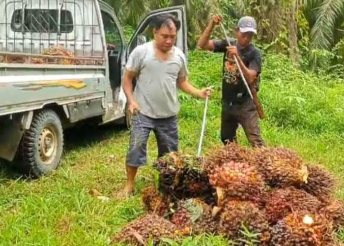  Harga TBS Kelapa Sawit di Seluma Merosot