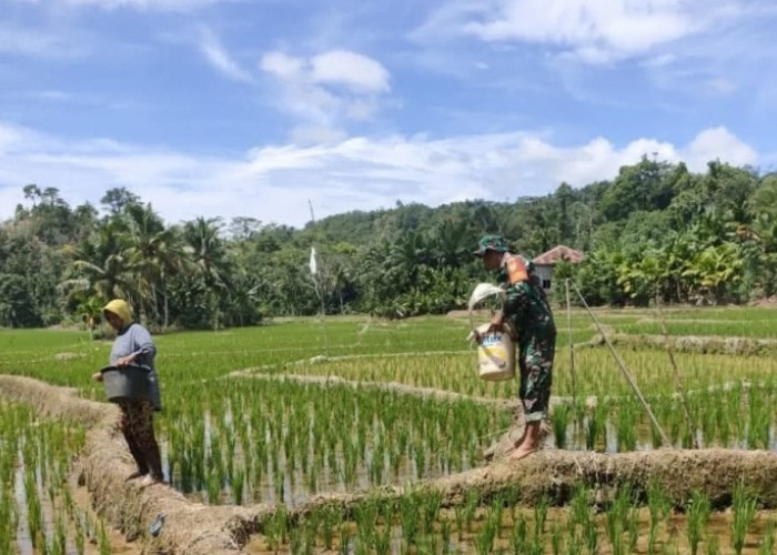 Dukung Ketahanan Pangan, Kodim 0408 Bengkulu Selatan - Kaur Kelola 200 Hektar Lahan