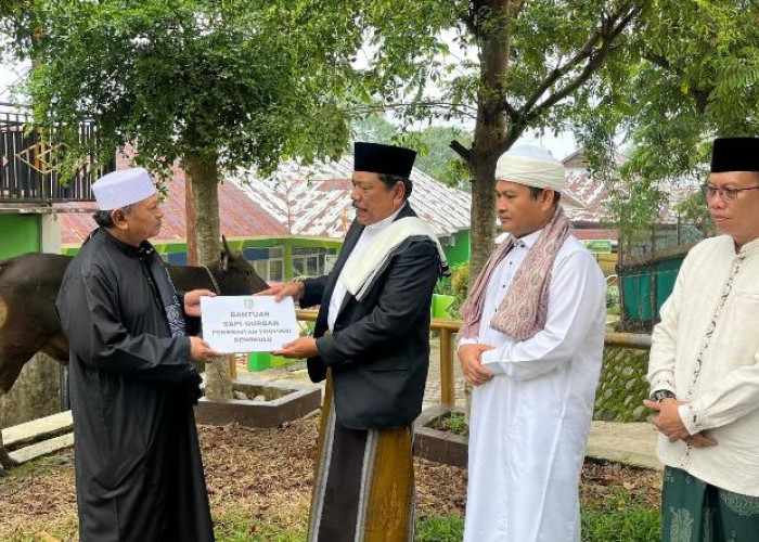  Pemprov Bengkulu Berbagi Kurban, Dua Ekor Sapi Diserahkan ke Masjid Baitul Izzah
