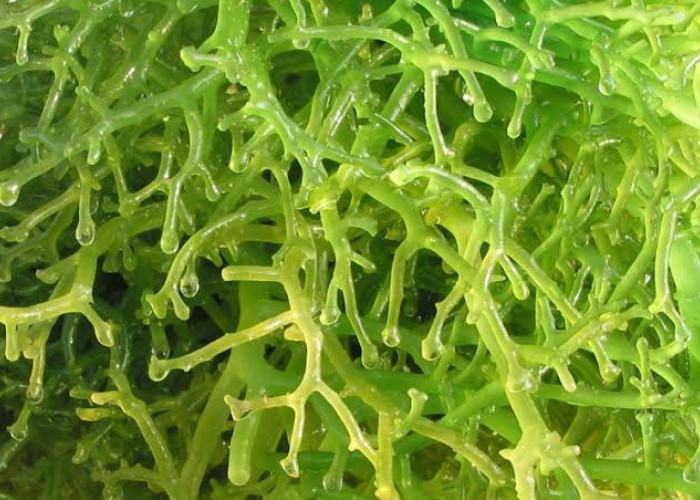 Kenali Jenis Rumput Laut yang Banyak Manfaat untuk Kesehatan Tubuh