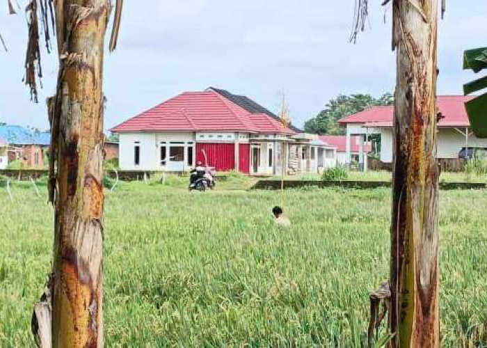Sawah Siap Panen Terancam Terendam, Petani Tebeng Was-Was Hadapi Musim Hujan