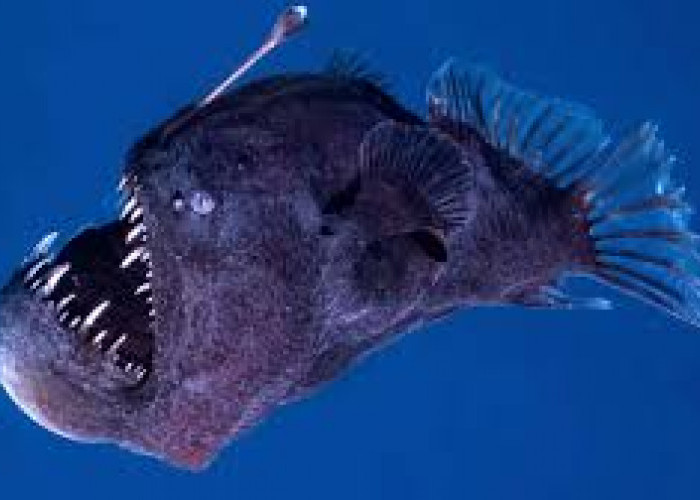 Viral di Medsos! 5 Fakta Unik Ikan Anglerfish yang Tinggal di Laut Dalam Berenang Menuju Sinar Matahari