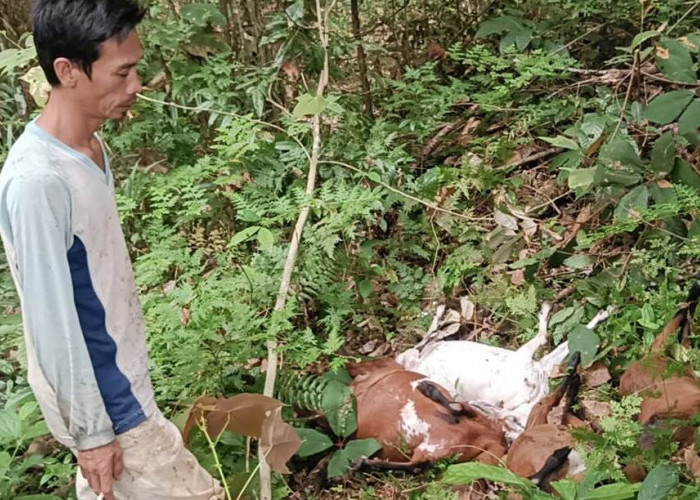 Tidak Aman, Lima  Ekor Kambing Warga Lubuk Lagan Diduga Diserang Macan Dahan