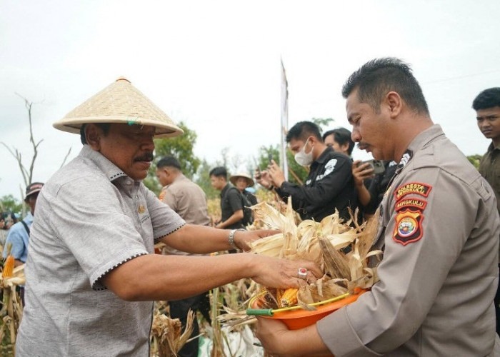Dukung  Swasembada Pangan, Wagub Bengkulu dan Kapolda  Panen Jagung Raya di Lapangan Golf
