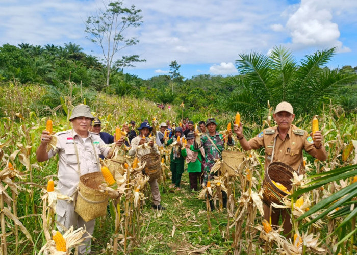 Panen Jagung, Bengkulu Tengah Wujudkan Ketahanan Pangan