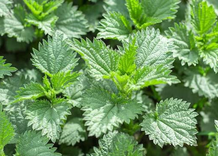 Dikenal gatal, ternyata ini 5 khasiat daun jelatang, salah satunya dapat menurunkan gula darah