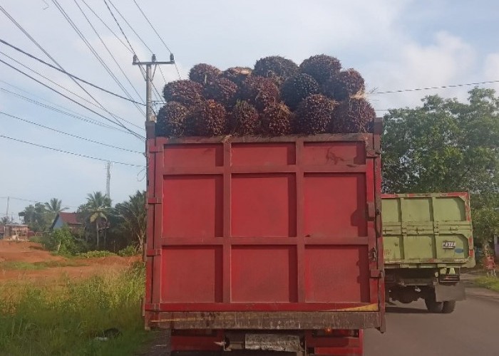 Petani Sawit Bengkulu Tengah Bergembira