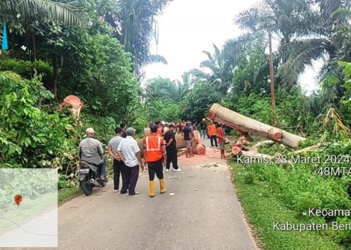 Tidak Pakai Lama, Usai Terima Laporan  Masyarakat, Pohon Tua Langsung Ditebang BPBD Bengkulu Selatan