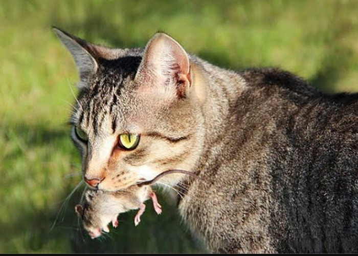 Ini 2 Alasan Kucing Membawakan Tuannya Hewan Mati, Seperti Tikus ataupun Serangga, Bukan Karena Lapar