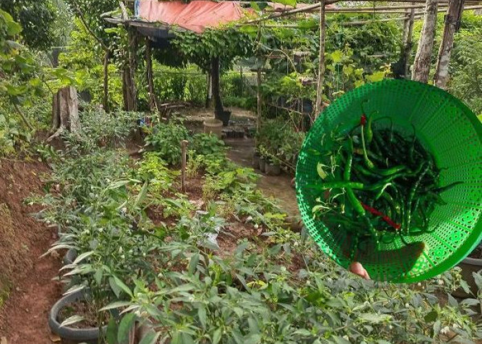 Manfaatkan Lahan Sempit, Ibu Rumah Tangga di Bengkulu Utara Sulap Pekarangan Jadi ‘Kulkas Alam’