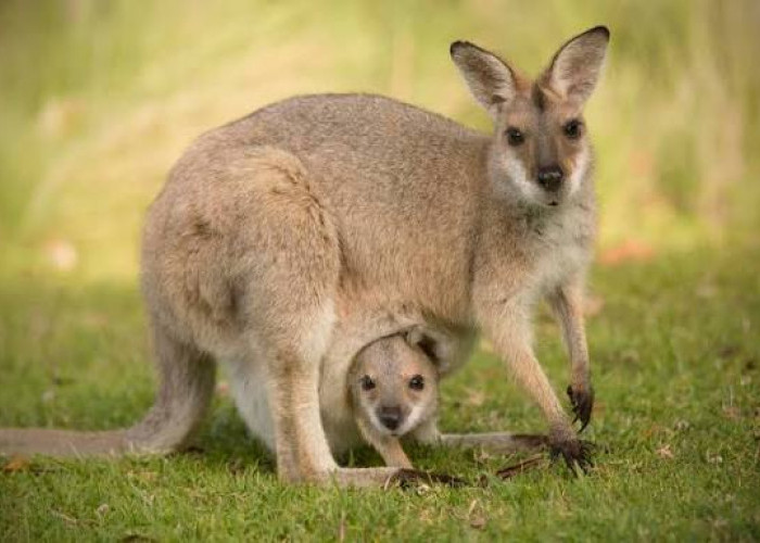 Hewan yang Buta Sejak Lahir, Namun Memiliki Cara Berkembang Biak dengan Baik