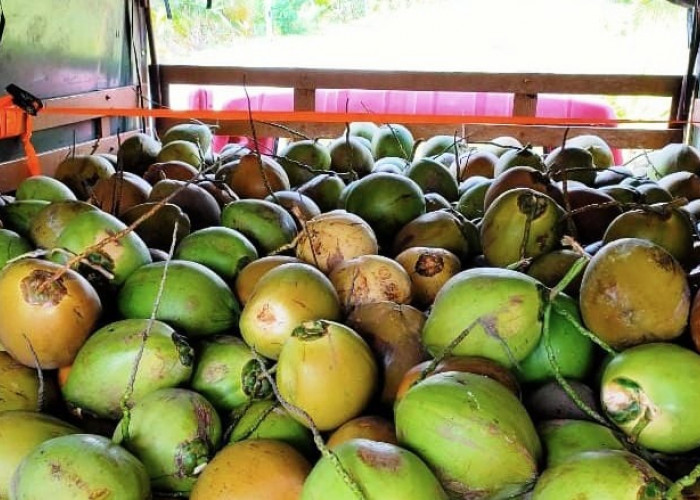 Stok Menipis, Harga Buah Kelapa Melonjak Naik di Seluma