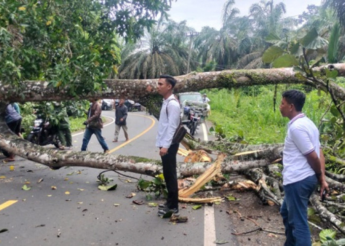 Aliran Listrik Padam, Pohon Tumbang Tutup Jalan di Desa Air Latak