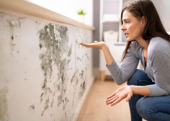 Agar Tidak Muncul Lagi, Ini  Cara Ampuh Atasi Tembok Lembab dan Berjamur 