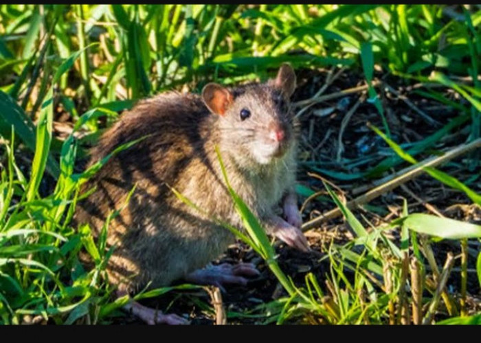 Bioyoso Pengendali Hama Tikus yang Lagi Viral, Ini Bahan dan Cara Membuatnya