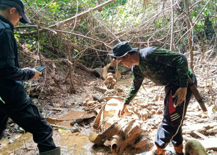 Keselamatan Habitat dan Populasi Gajah Sumatera di Bentang Alam Seblat Bengkulu Makin Terancam 