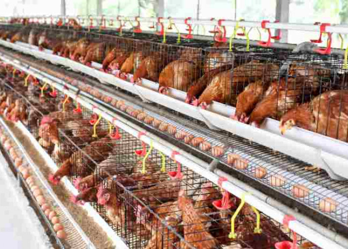 Ini Dia Cara Beternak Ayam Petelur untuk Pemula