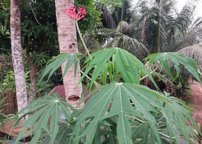 Ini Manfaat Tanaman Getah Betadine Bagi Warga Bengkulu