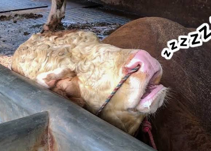 Penyebaran Penyakit Sapi Ngorok di Provinsi Bengkulu Mulai Mengkhawatirkan Peternak 