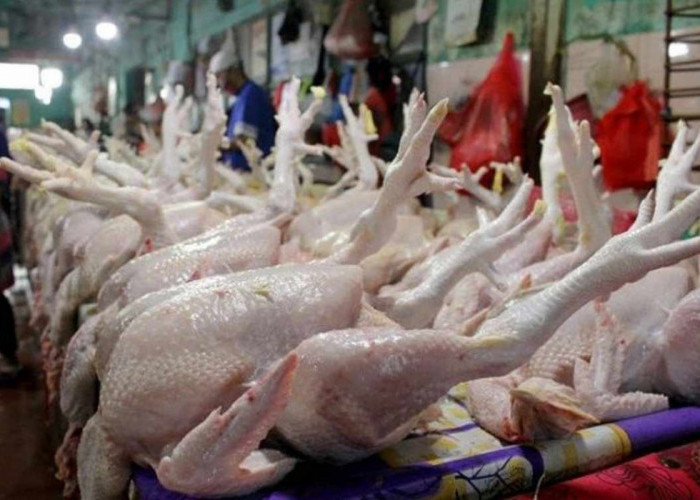 Harga Ayam Potong Tembus 45 Ribu Per Kilo, Harga Tomat Ikutan Naik