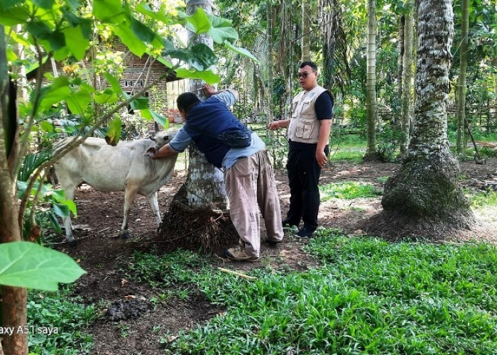 Dinas Pertanian Kaur Berikan  1.000 Dosis Vaksin Untuk Pencegahan Penyakit Ngorok pada Sapi dan Kerbau