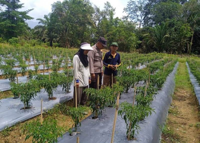 Polsek Talo Tinjau Lahan Program Ketahanan Pangan