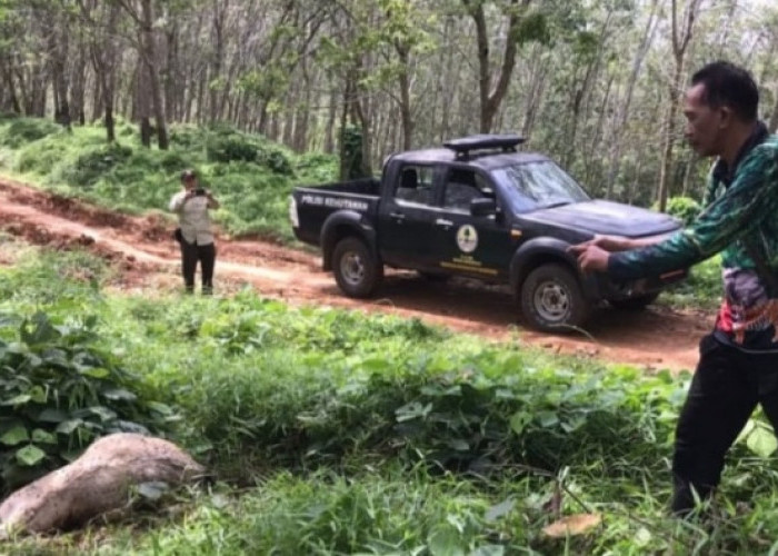 BKSDA Bengkulu Pasang Perangkap Harimau di Padang Pelawi Seluma