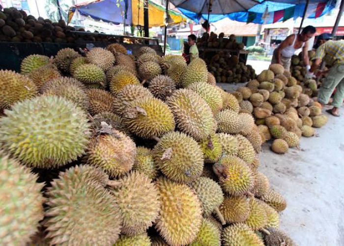 Ini 3 Tempat Kuliner Serba Durian di Jogja dengan Harga Terjangkau, Kamu Pecinta Durian yuk Merapat 