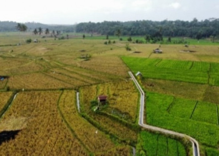  Setelah Gagal Panen, 6.000 Hektar Sawah Petani Seluma Diusulkan Bantuan Benih Padi