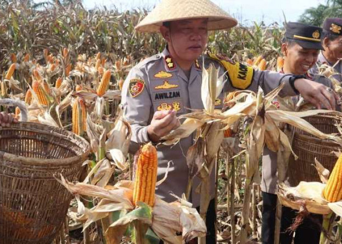  Kapolres Bengkulu Selatan Panen Raya Jagung