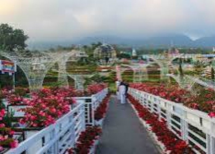 Indahnya Taman Bunga Celosia: Tempat Wisata di Semarang yang Memiliki Pemandangan Khas dari Pegunungan